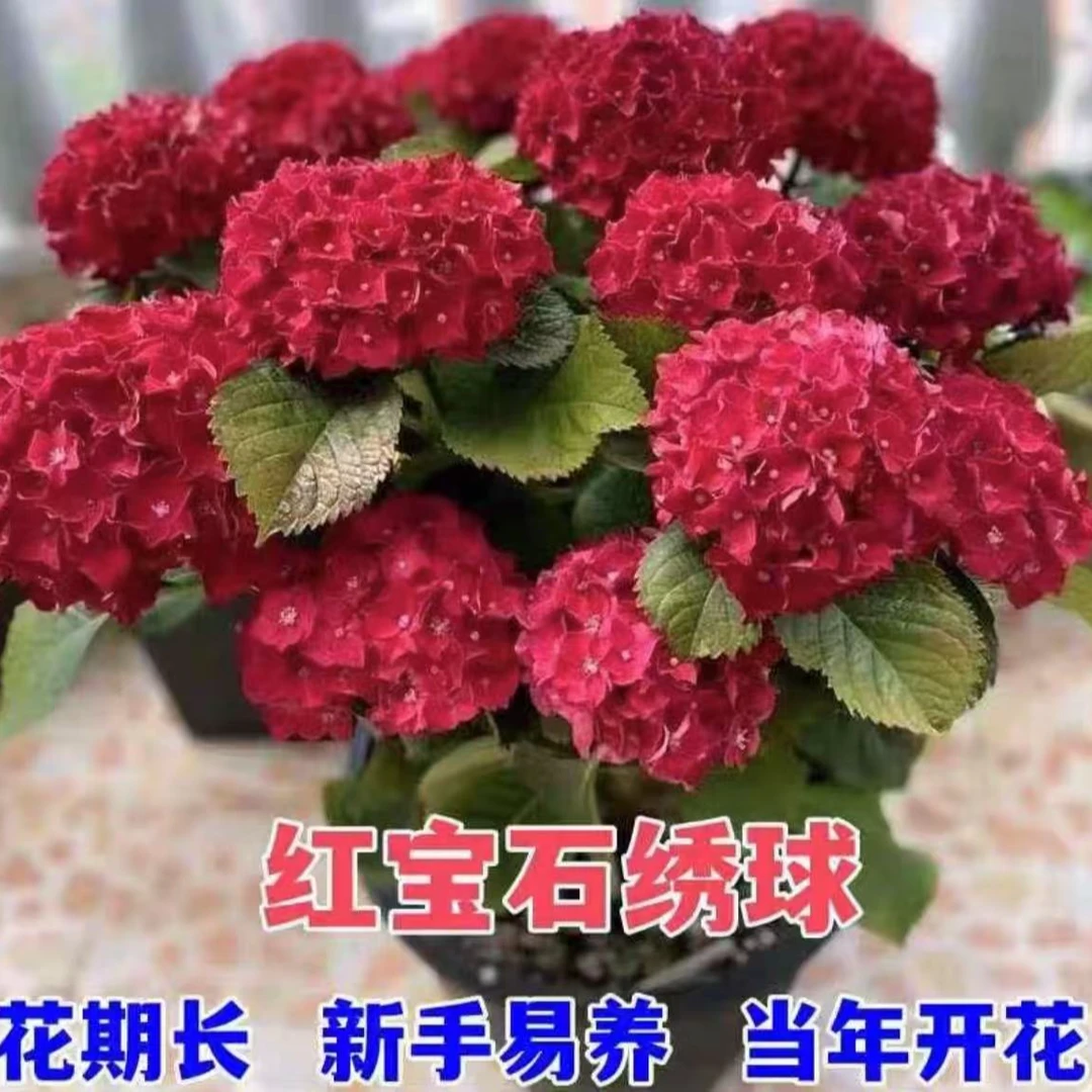 绣球花苗原盆原土发货