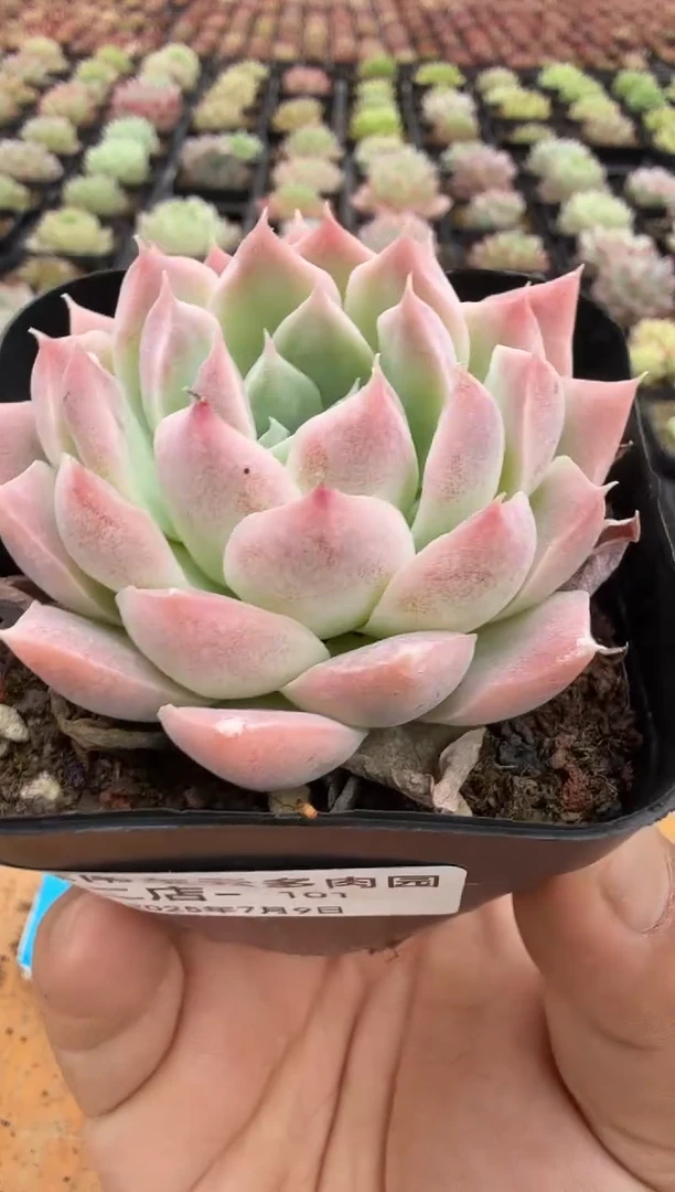 东云多肉园二店-101