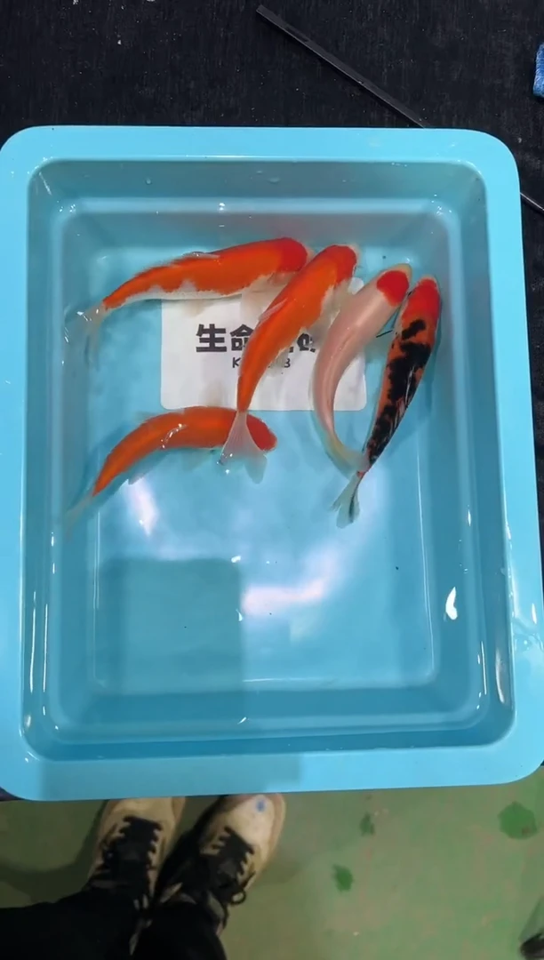 锦鲤坂井当岁小牙签