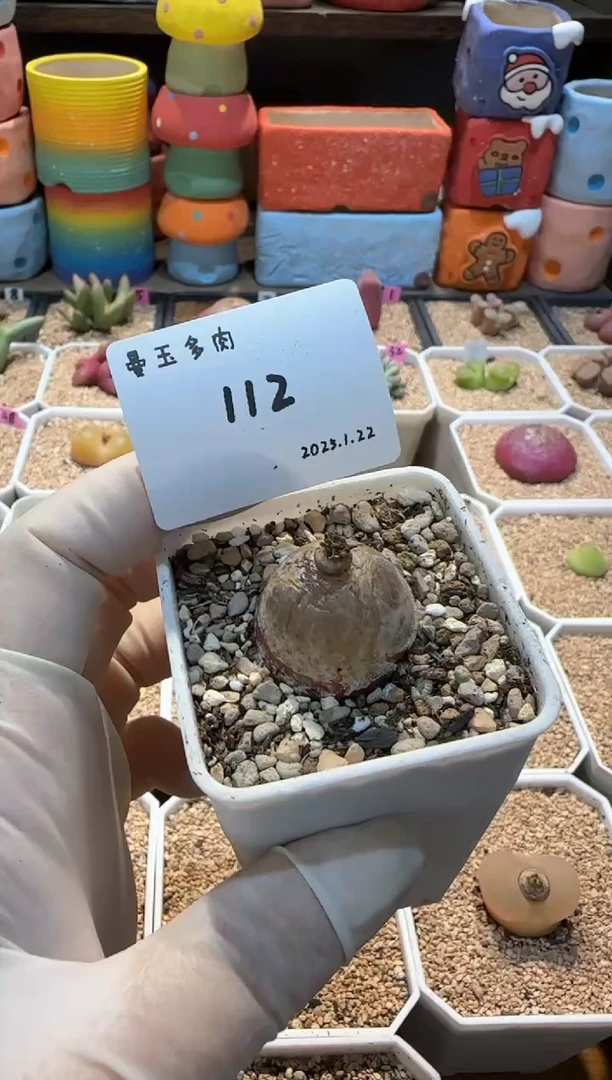 【闪购商品】25.1.22-112开心