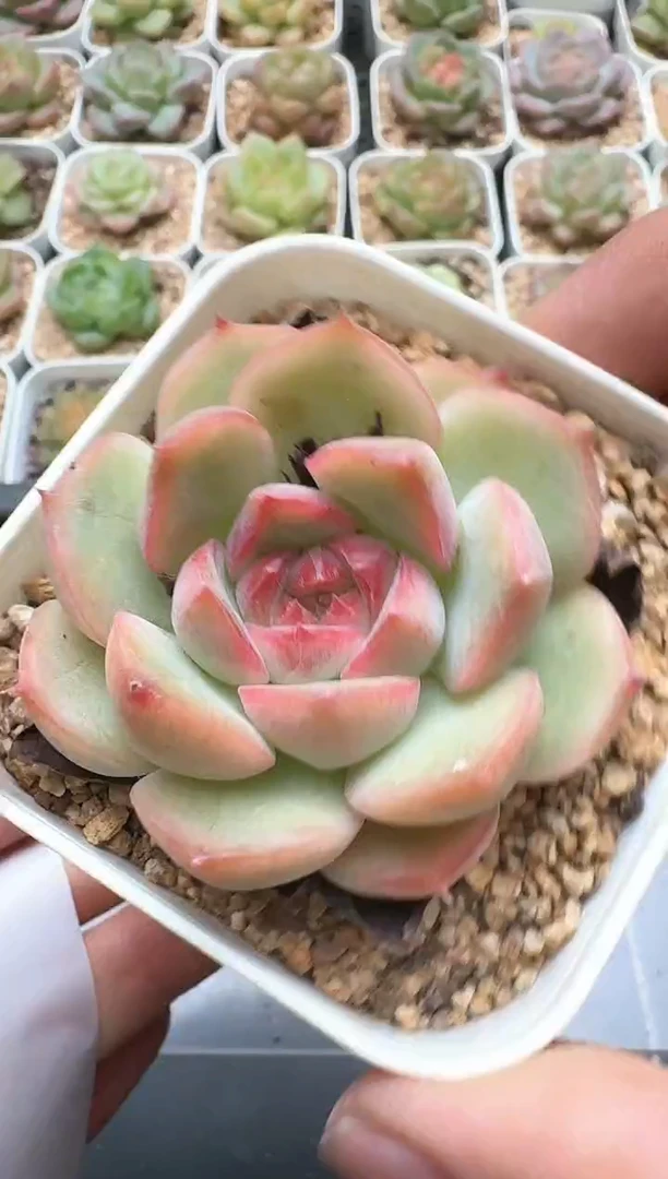 050E云禹多肉植物 带盆土纸巾打包 3颗包邮