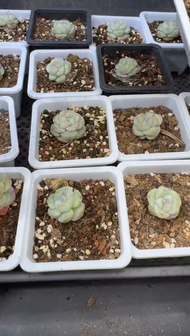 【闪购商品】14号到手（3）棵-江北多肉