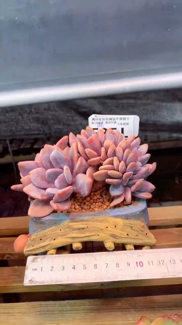 535L 带盆价 只发物流 （一物一拍，精品多肉，所见即所得 ）