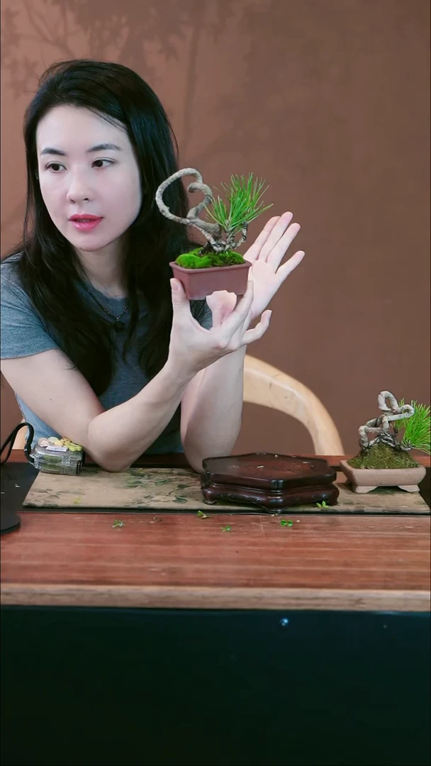 无花朵C小黑松盆景盆景盆景