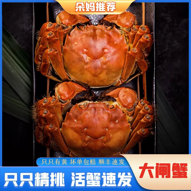【朵妈】【2.8-3.1两母蟹＋3-3.2两公蟹各4只】精选活蟹大闸蟹螃蟹顺丰