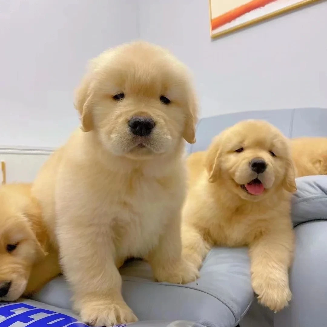 【云哥萌俏欢宠物】狗狗活体售卖