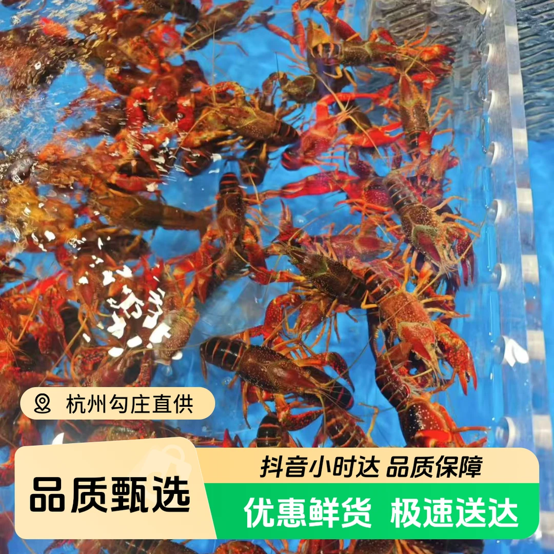 【鲜活】清水小龙虾小龙虾鲜活3斤/小青2-4钱/鲜活发货/同城一小时小龙虾同城