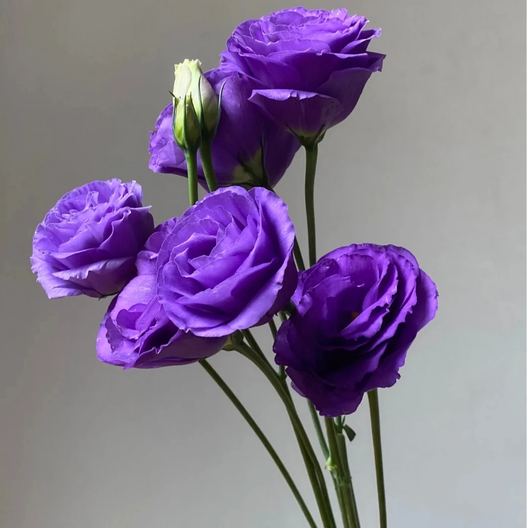 紫色洋桔梗花期长百搭七夕花束鲜花室内水养插花基地现采顺丰包邮