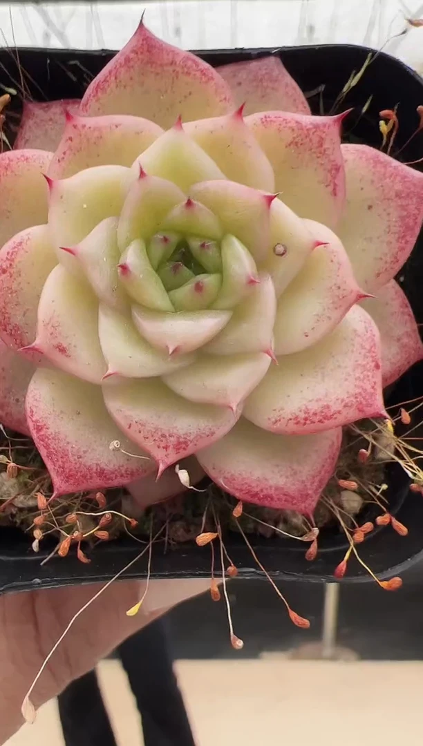 【闪购商品】新款多肉-118