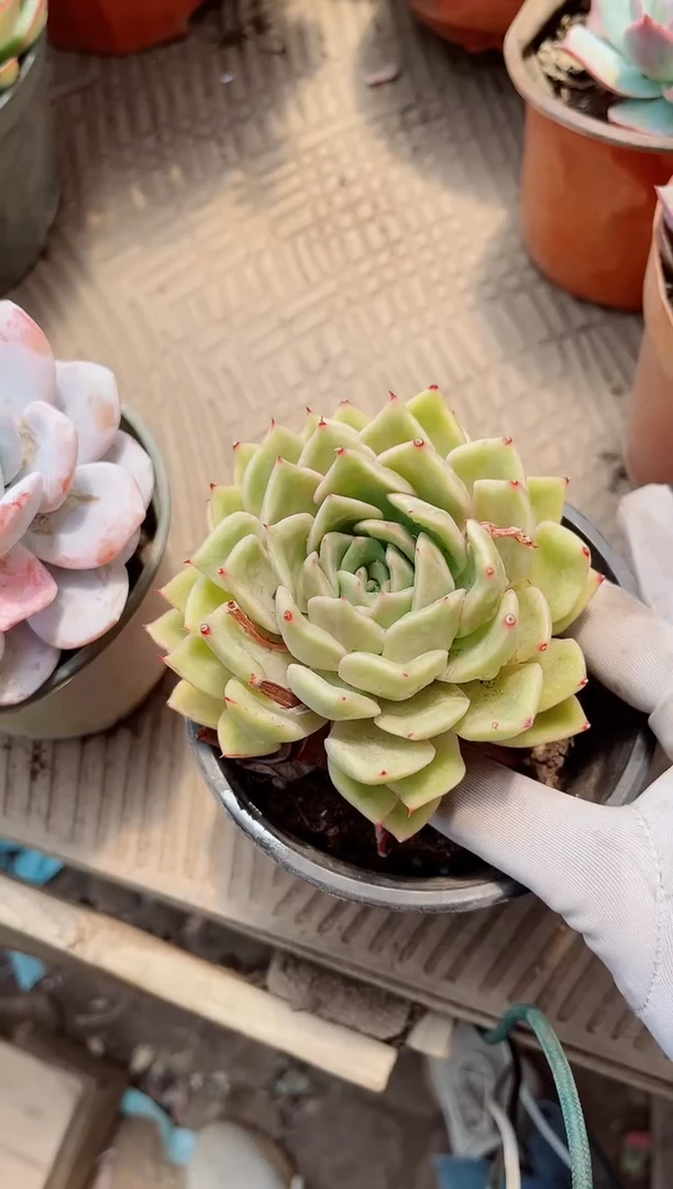 17331多肉植物一物一拍