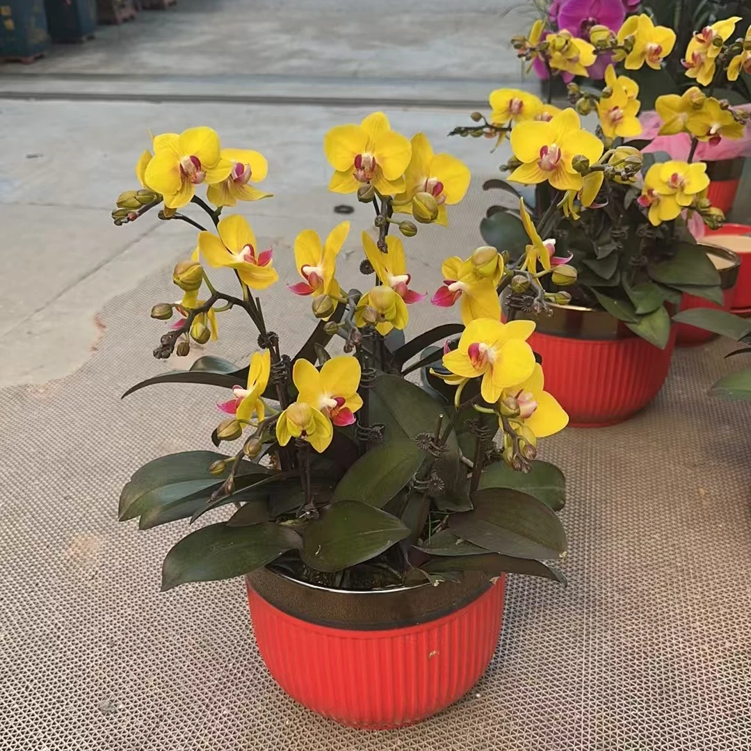 蝴蝶兰【金玉满堂】黄色花系室内好养花期长带花苞兰花鲜花