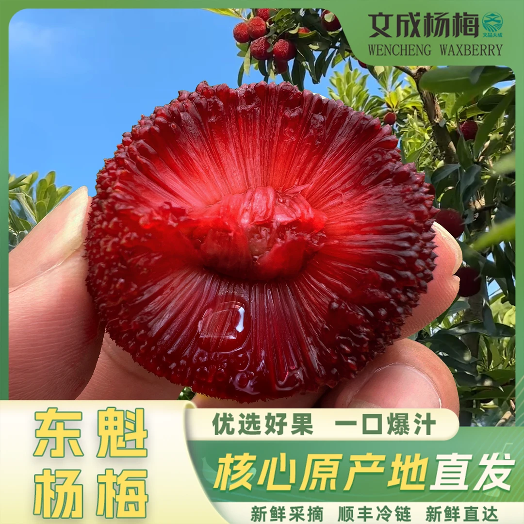【文成东魁杨梅】大果18克-35克文成杨梅 新鲜顺丰氮气颗粒包装（3斤