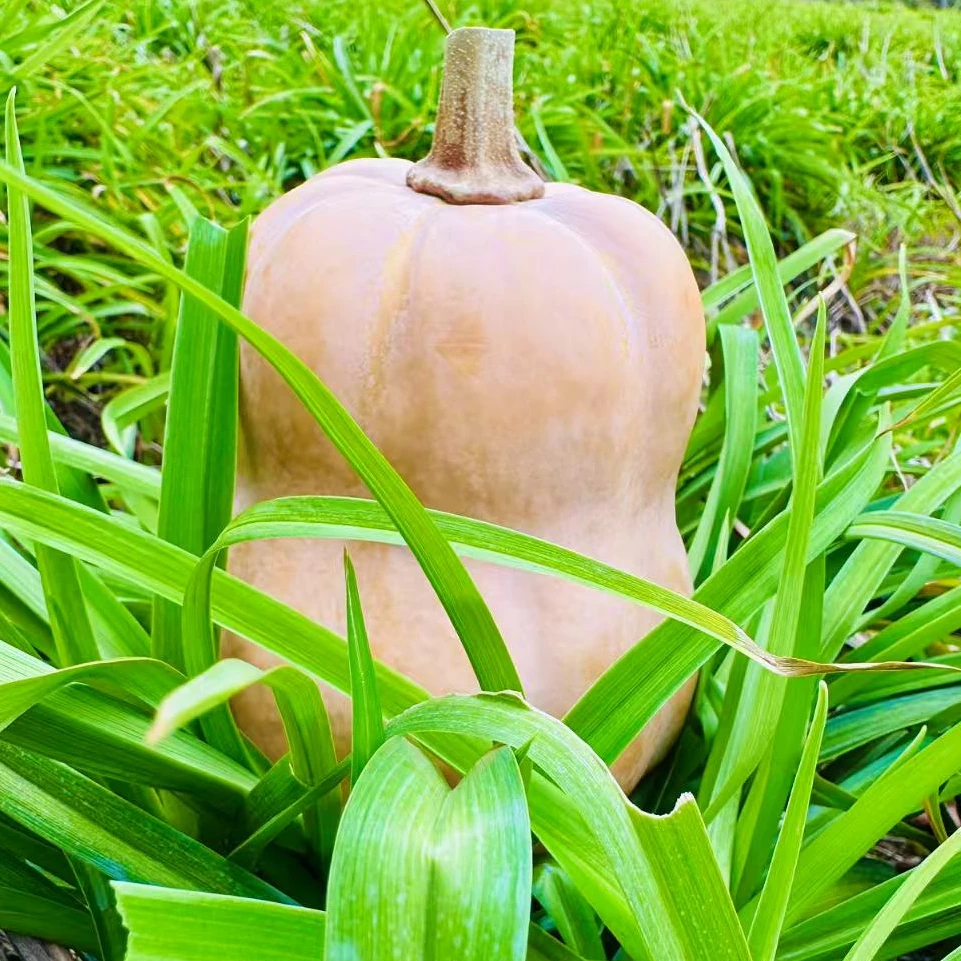 西施南瓜水果南瓜