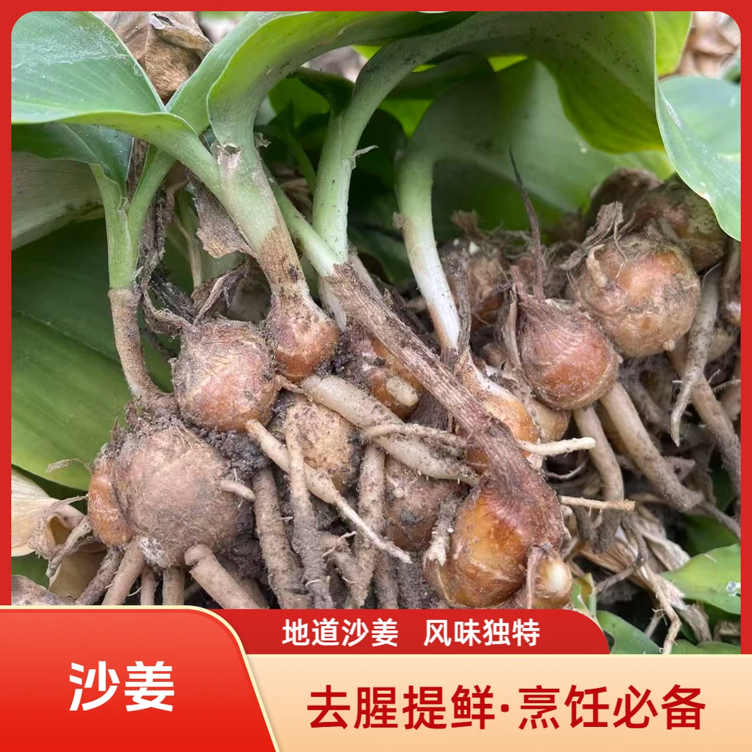 正宗山区新鲜现挖沙姜 厨房调味必备产地直发包邮