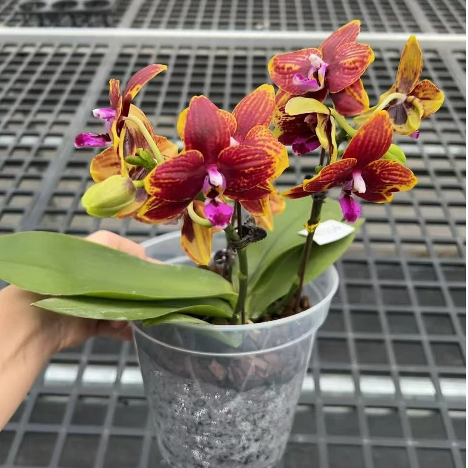 黑金黄蟒浓香全天香好闻蝴蝶兰原生种气味蝶实生分生