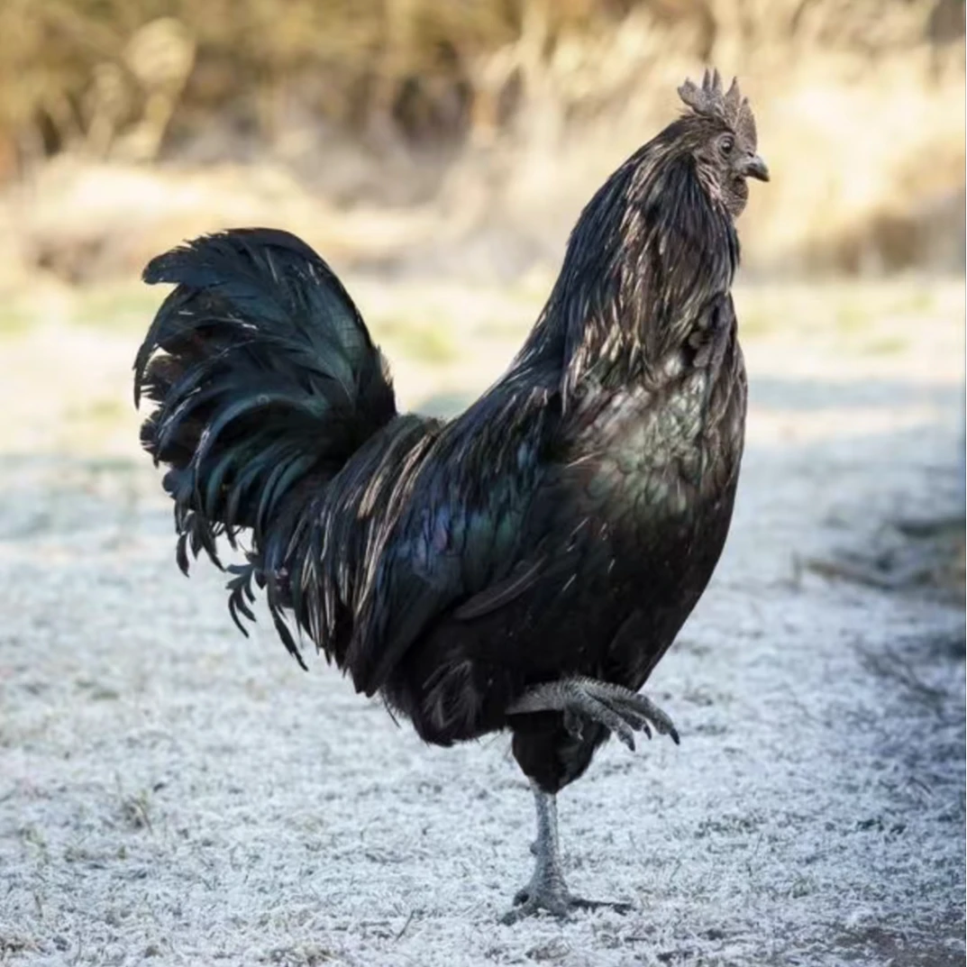 五黑鸡整鸡生鲜肉质鲜美到手15只