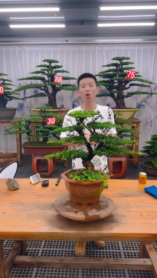 无花朵精品盆景直播间一物一拍