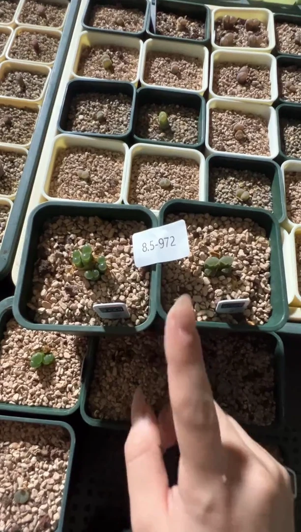 972..................