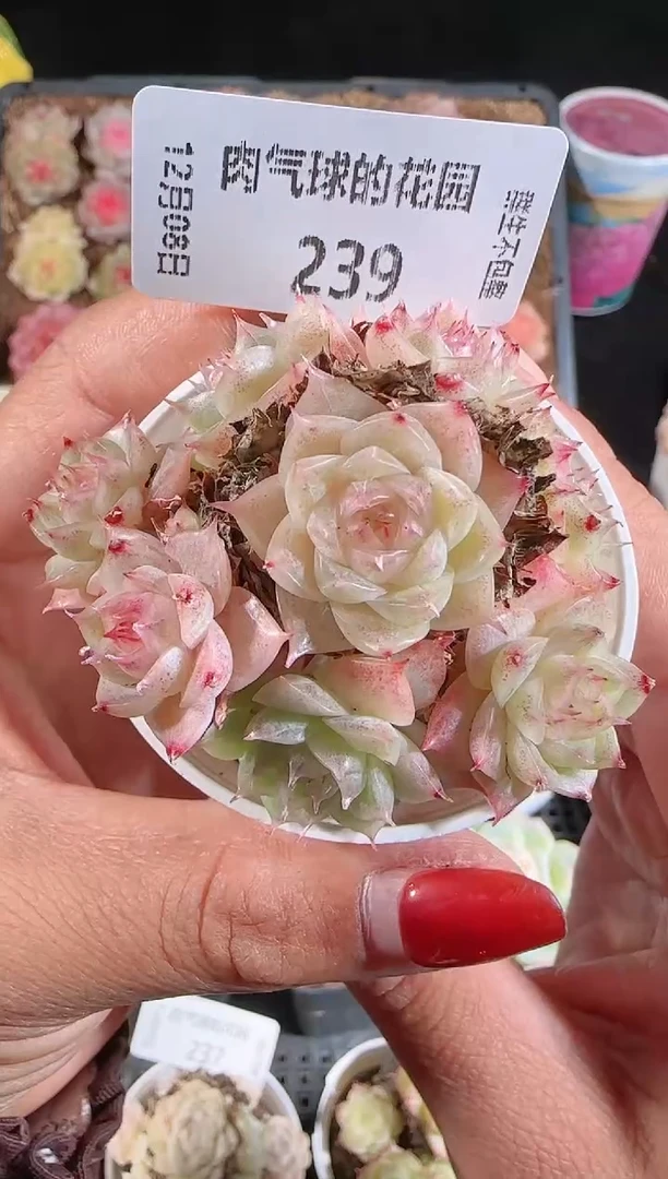 1208-239多肉群生不包整