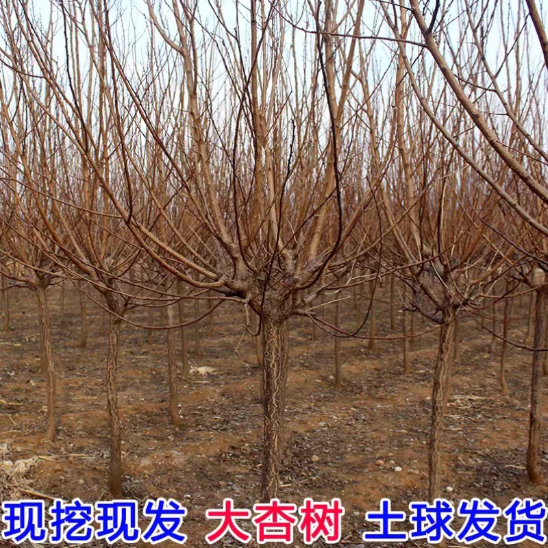 杏树帝王大杏树凯特杏树早熟南北方种植庭院别墅盆栽地栽原土发货