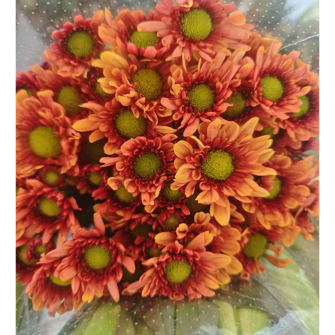 【心想事橙】橙色小雏菊