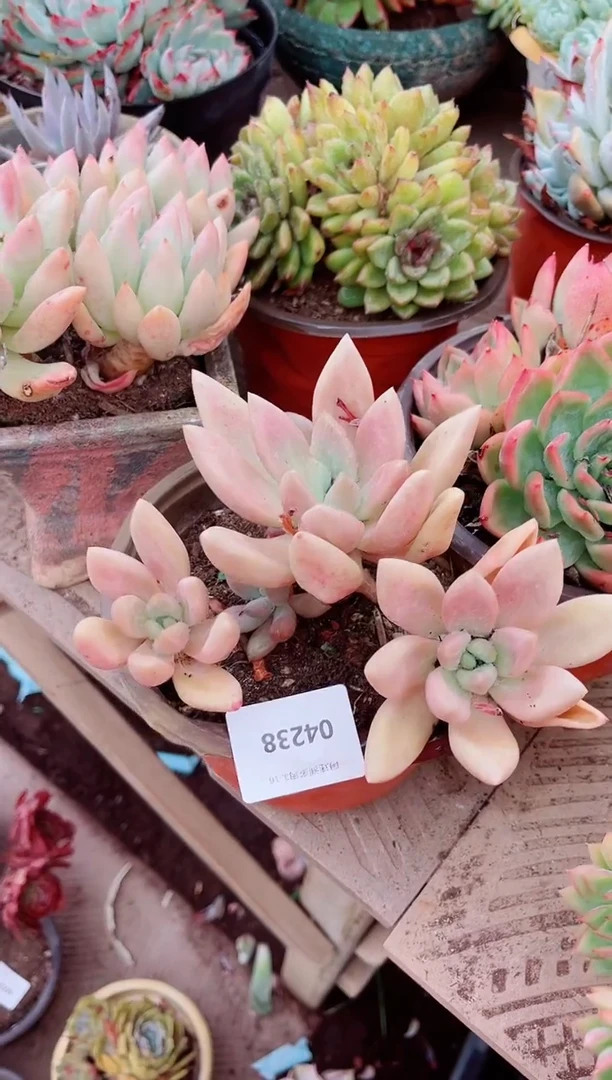 04238多肉植物一物一拍