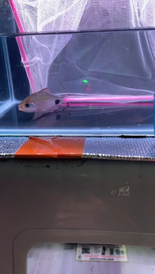 道金系列0元起拍，包邮包损，每次加价5元，3分钟竞拍时间，价高者得