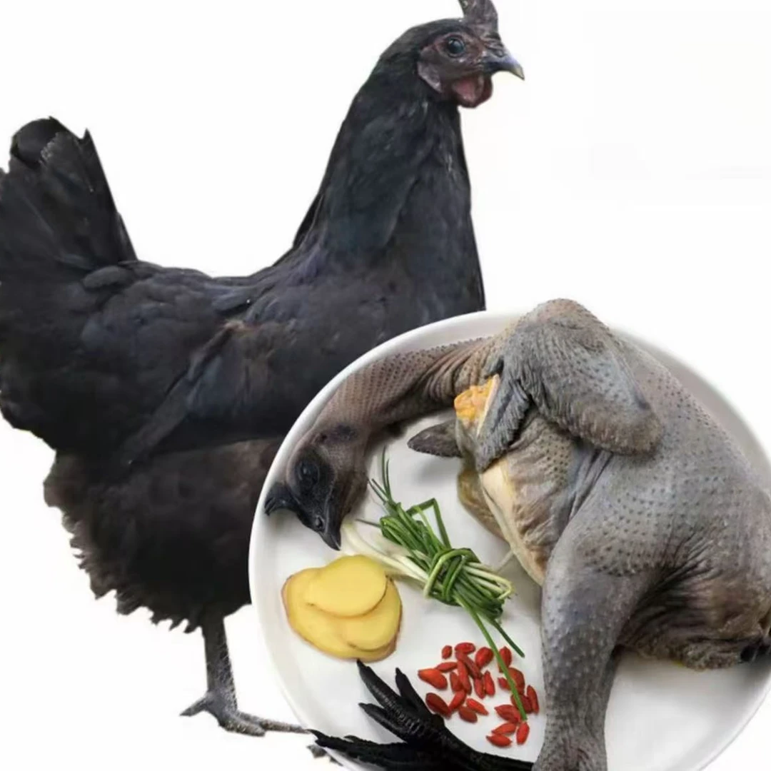 【1.6斤发货】散养黑凤鸡  F