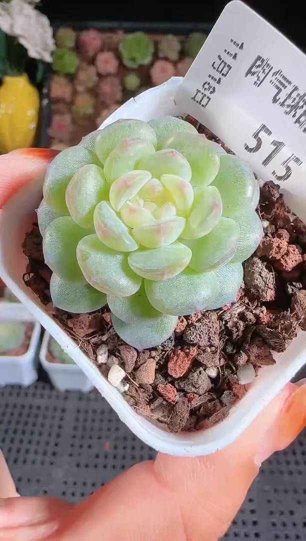 1118-515清浅麦秆群生不包整