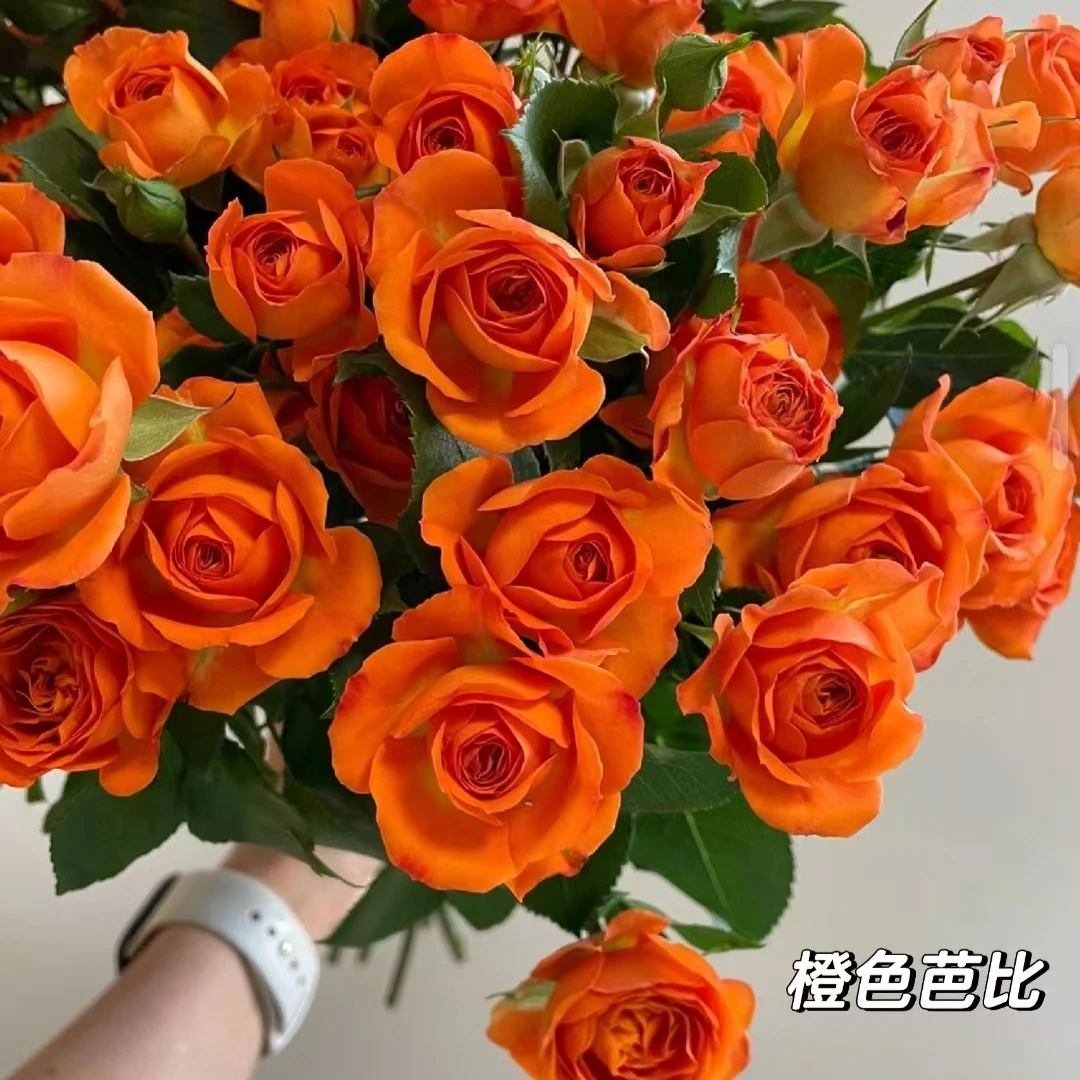 【橙芭比多头玫瑰】云南发货鲜切花花店批发基地直发包邮家用鲜花