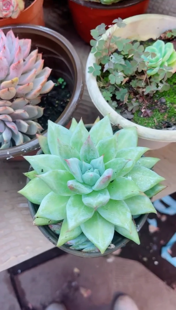a****?11067多肉植物一物一拍