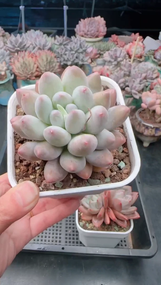 【闪购商品】8655萝莉美人