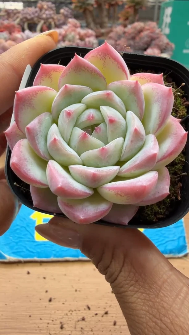 东云多肉园二店-113