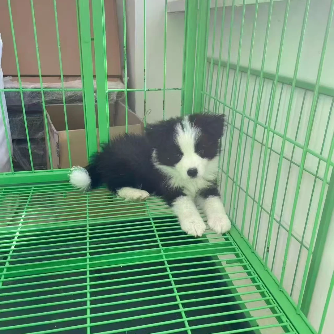（锡盟西乌旗）T狗狗活体