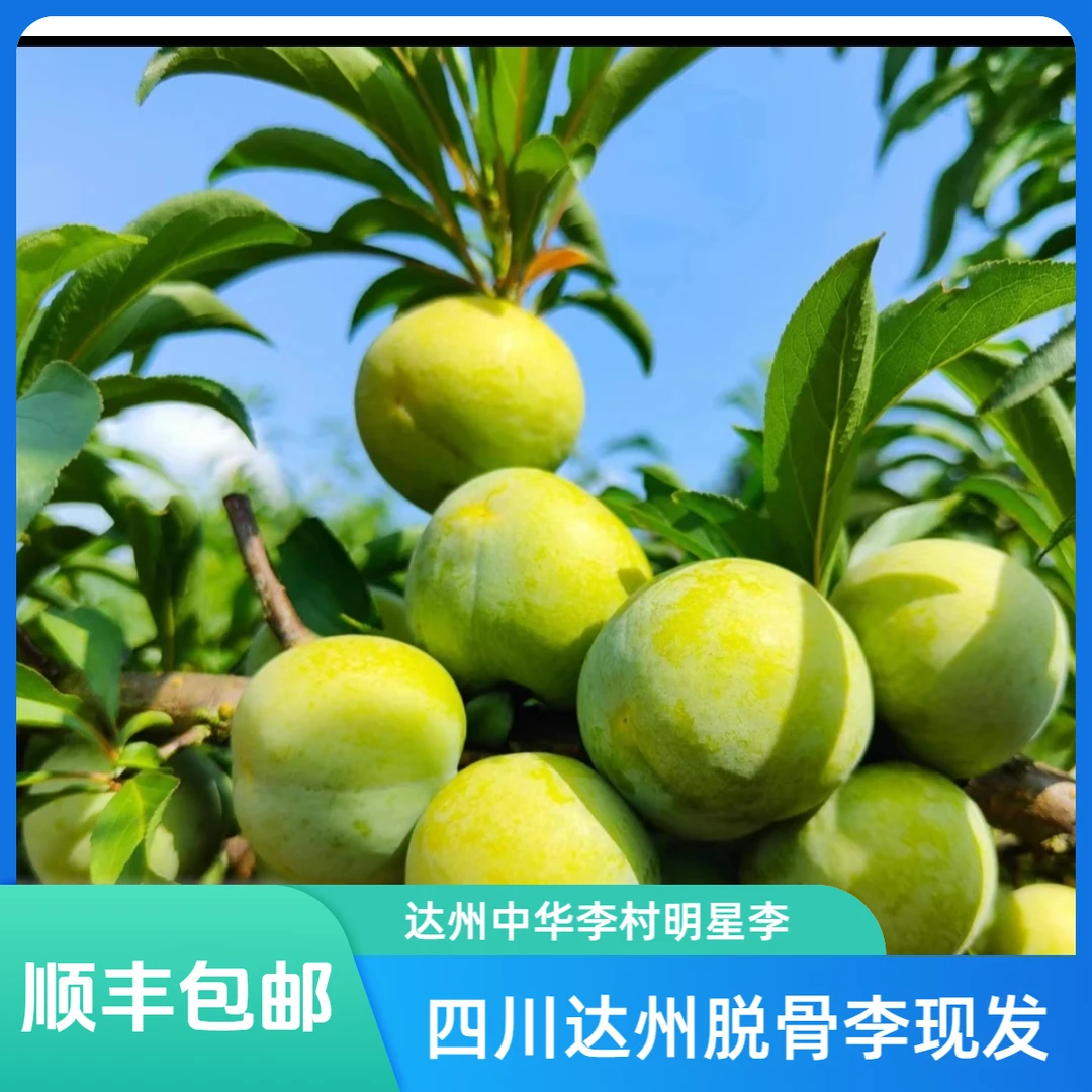 【顺丰包邮】四川青脆李新鲜明星脱骨李当季水果脆甜核小肉高山现发