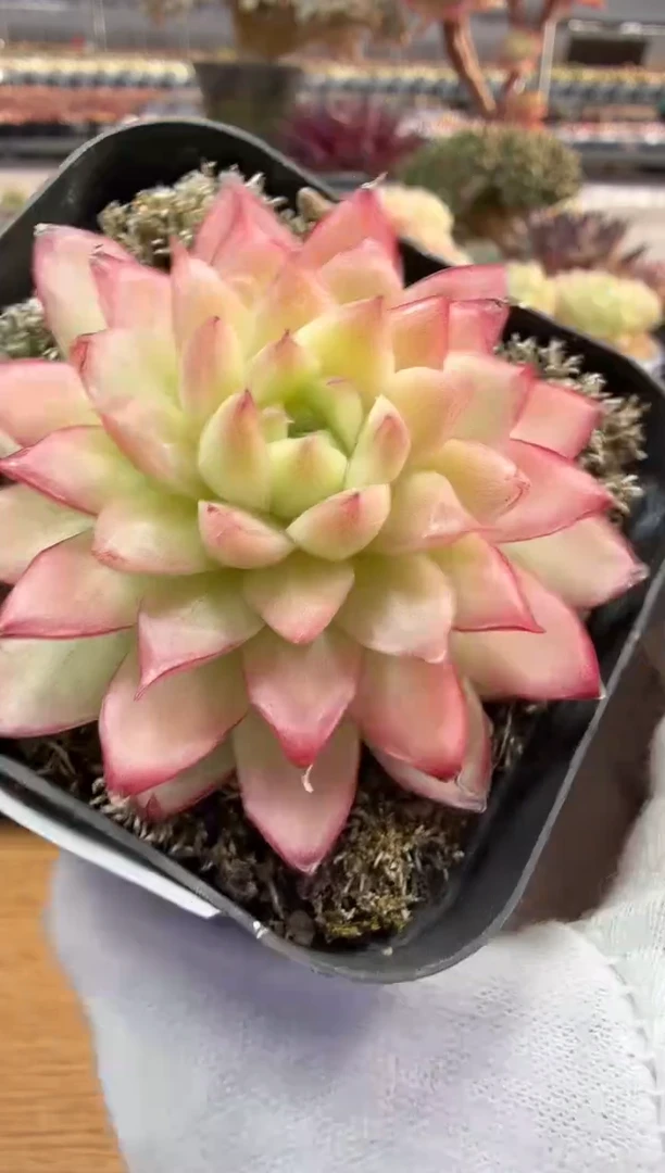 东云多肉园二店-165