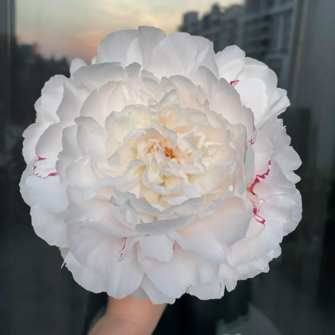 【杨妃出浴】精选杨妃出浴芍药家居摆放插花云南鲜花优质鲜切花