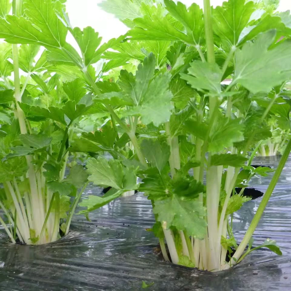 【农科院】芹菜苗蔬菜苗四季蔬菜种苗盆栽地栽简单新鲜好管理植物