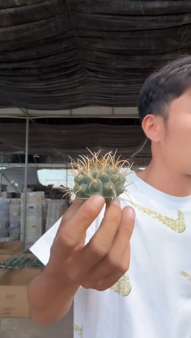 裸鄂属黄刺15.99