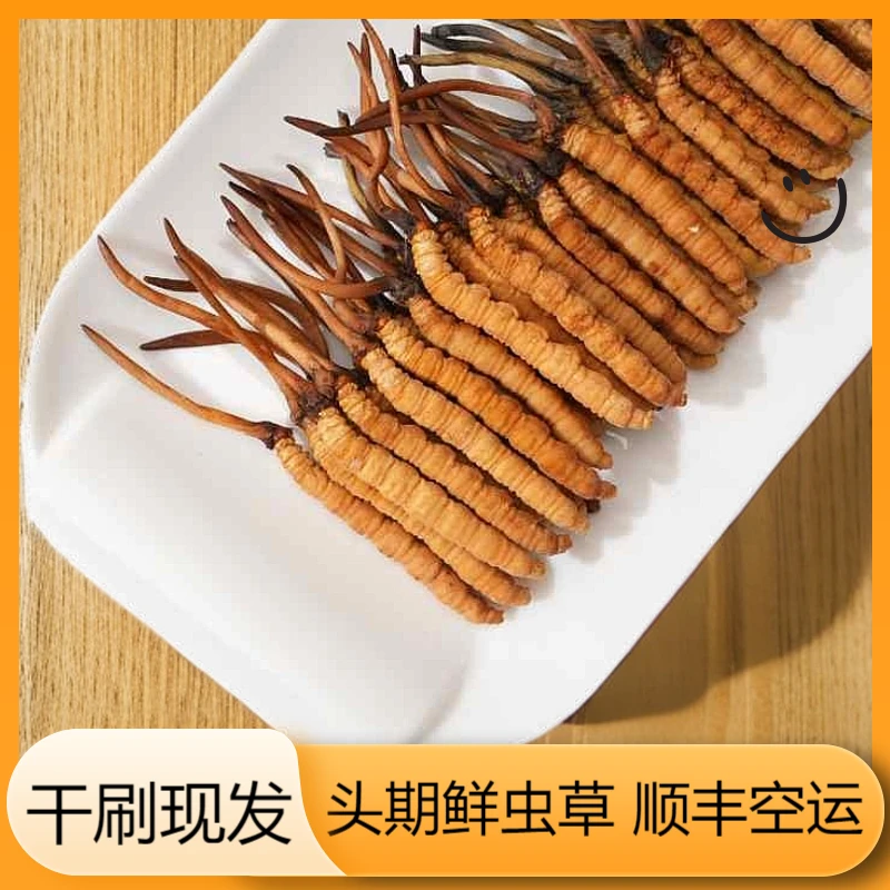 【鑫之贝专属】1.1-1.3克/根50根 2025新鲜冬虫夏草滋补品自用送礼