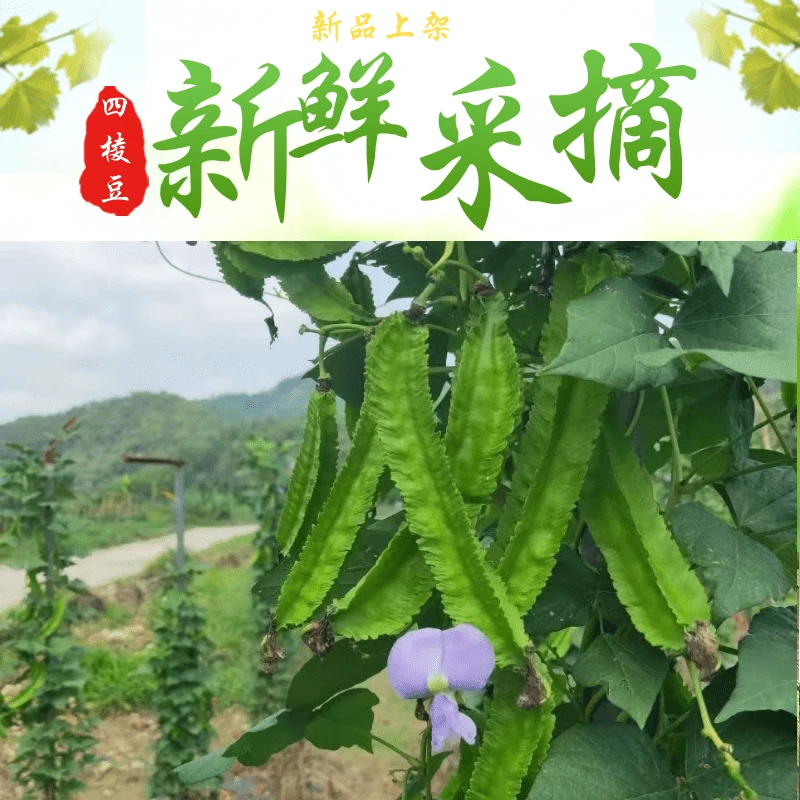 海南四角豆四棱豆新鲜蔬菜当天现摘发货龙角豆顺丰空运孕妇可吃
