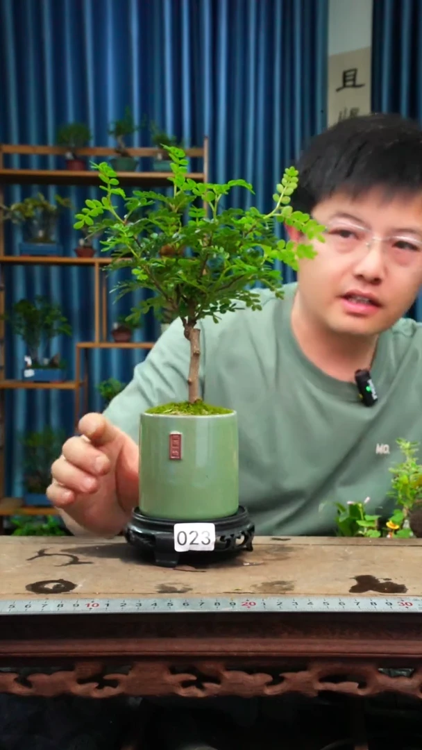 无花朵苔藓微景观023号