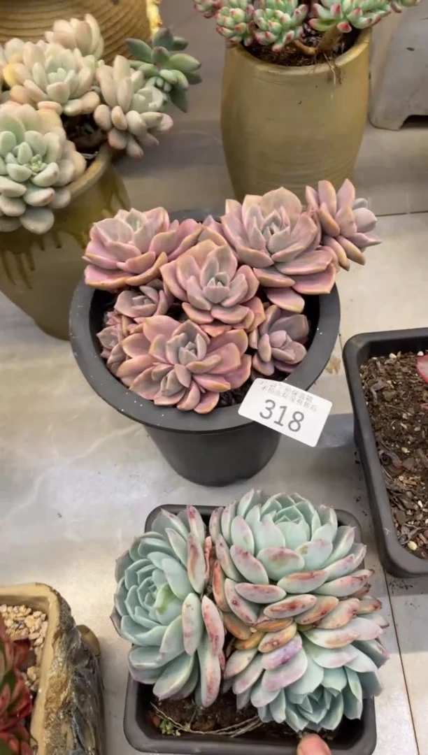 【闪购商品】318理查德