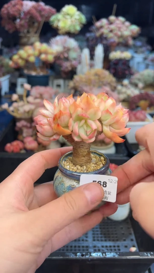 【闪购商品】568不带盆