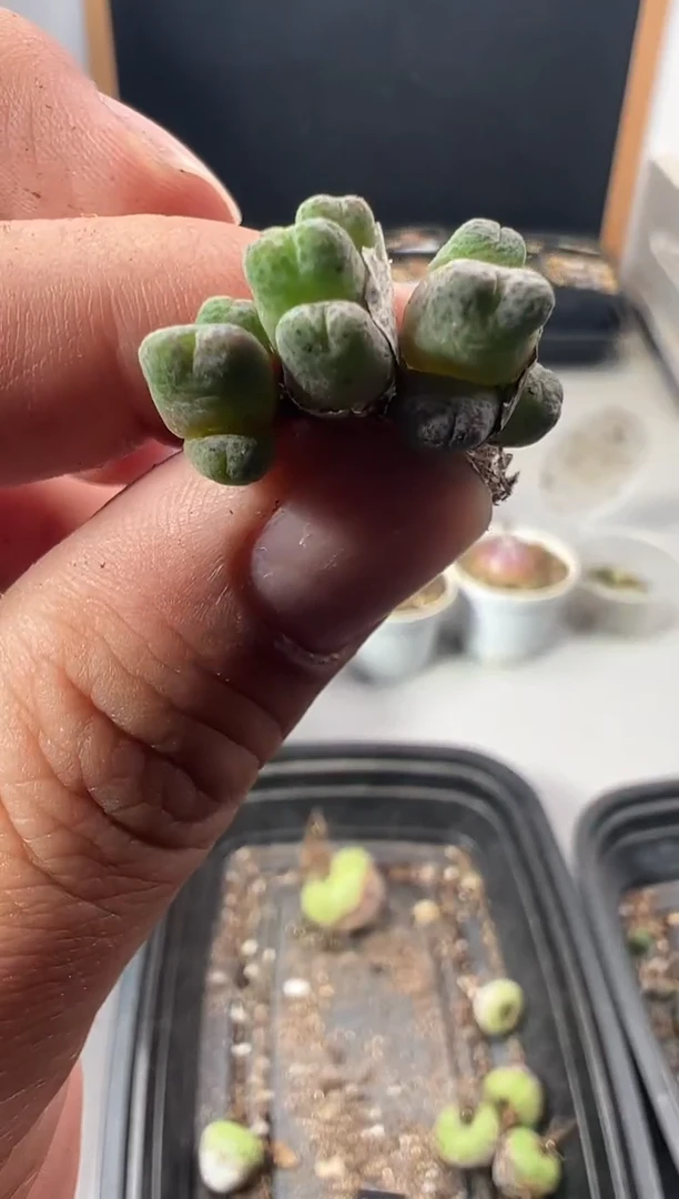 一物一拍                无售后   489