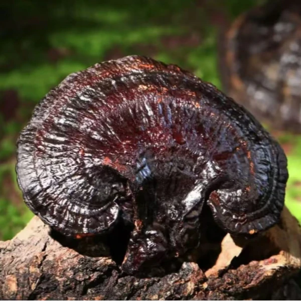 【福利优选】高山农家自采无柄黑灵芝500克