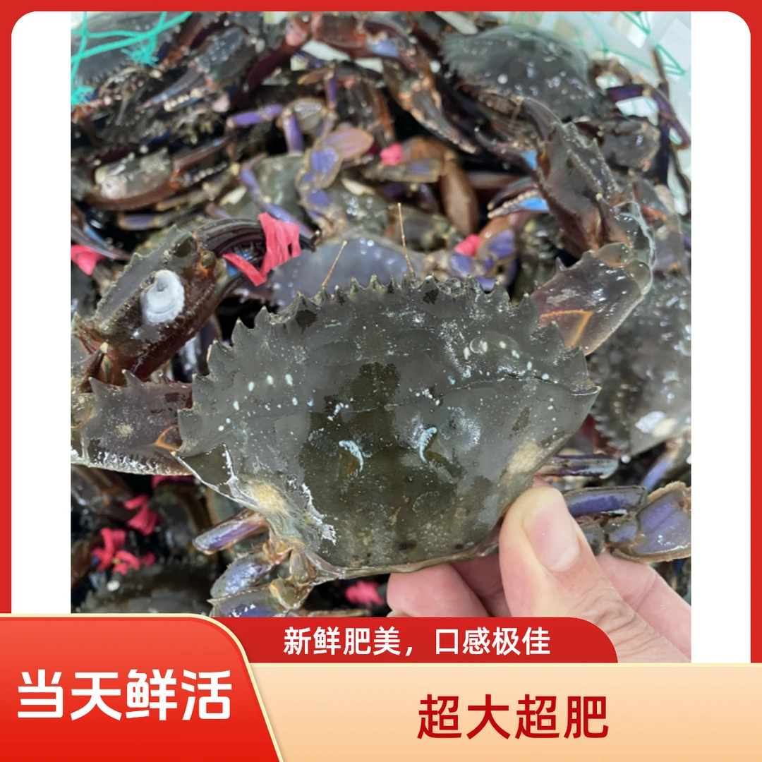 【保鲜不保活】紫盖/赤甲红 3-5两左右 个别掉臂不保全腿