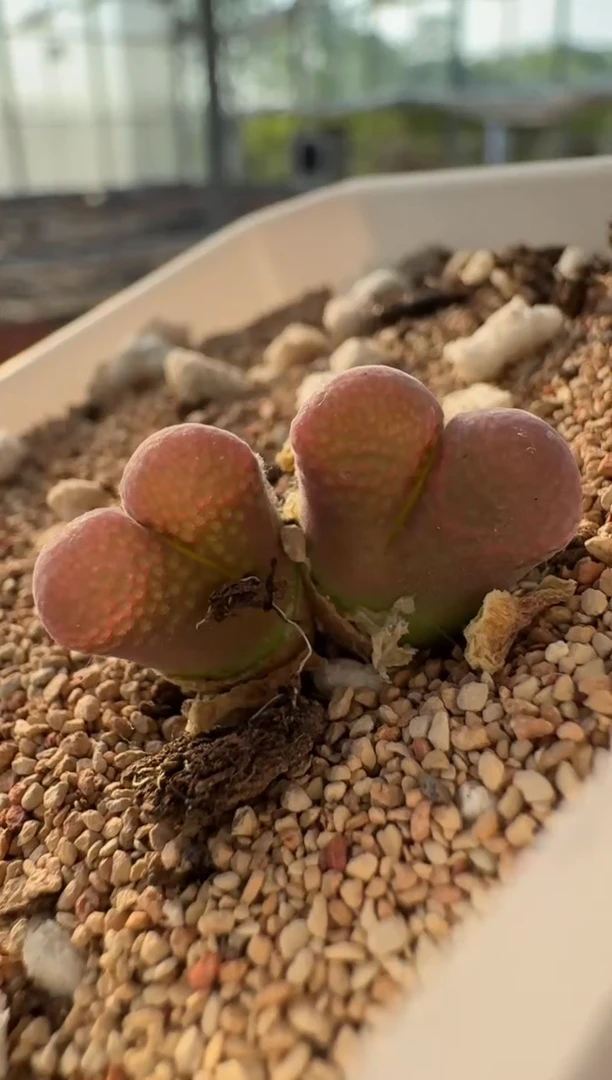 美丽的肉石头10-291胭脂