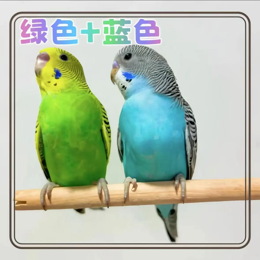 鹦鹉活体宠物鸟观赏鸟手养鹦鹉包邮活鸟 2只