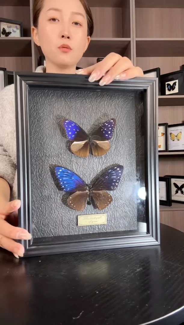 实木竖款异型紫斑蝶和翠蓝斑蝶组合（蝴蝶装饰画A4框）